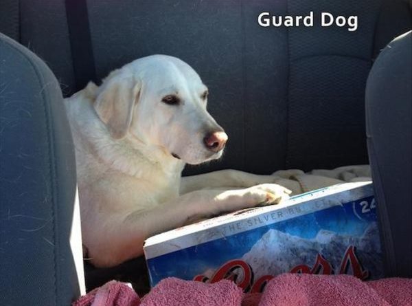 Guard Dog - Dog humor