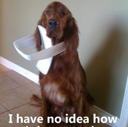 I Have No Idea... - Dog humor