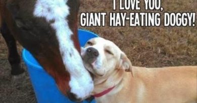 I Love You... - Dog humor