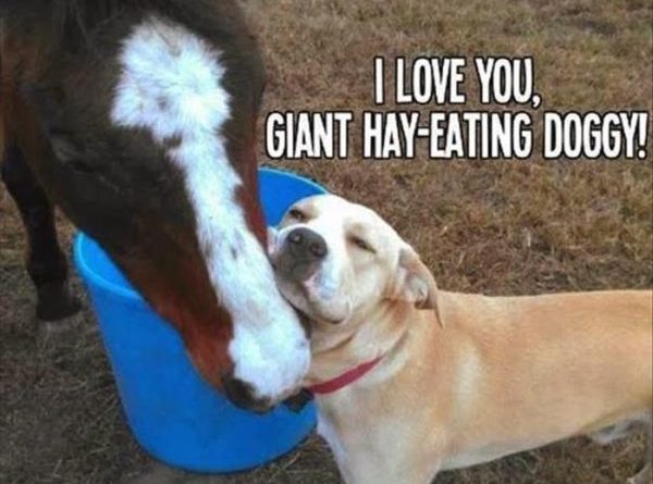 I Love You... - Dog humor