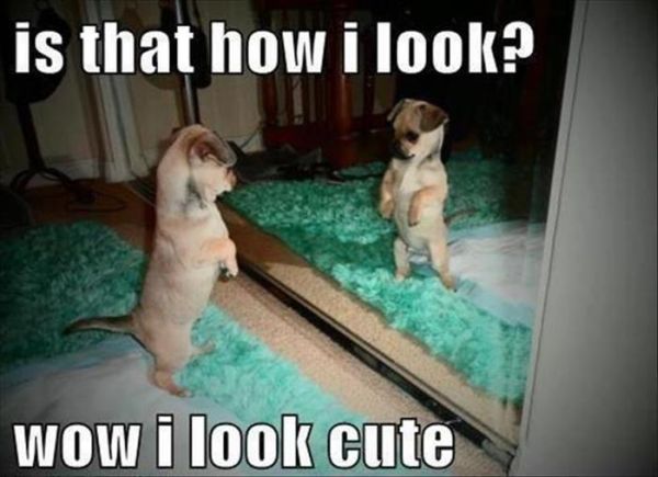 Is That How I Look? - Dog humor
