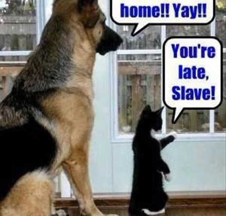 The Master's Home - Dog humor