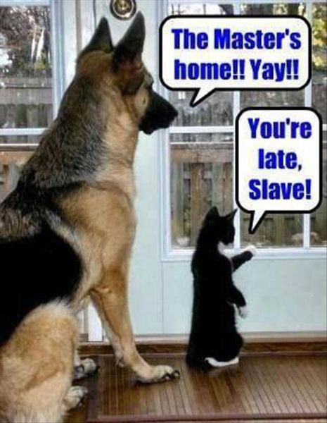 dog-humor-master-is-home-cat.jpg