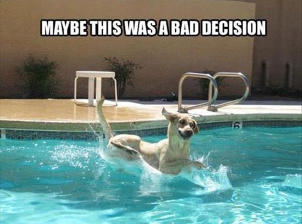 Maybe This Was A Bad Decision - Dog humor