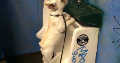 Meanwhile In Men's Toilet - Dog humor