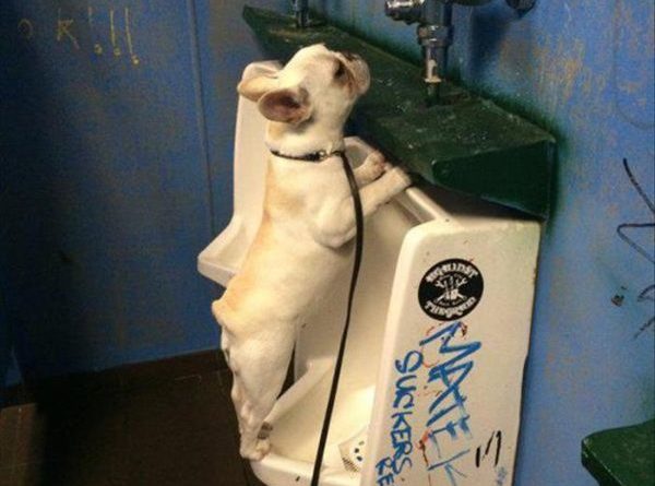 Meanwhile In Men's Toilet - Dog humor