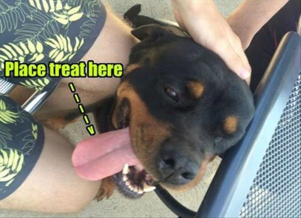 Place Your Treat Here - Dog humor