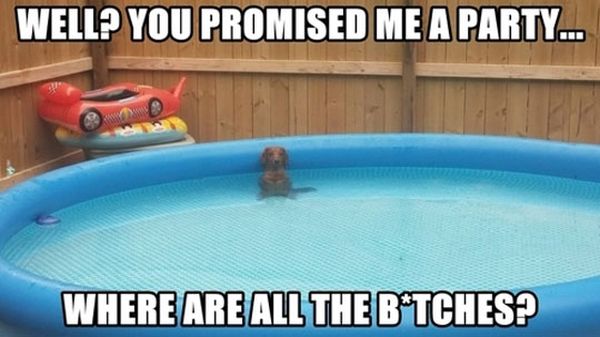 Pool Party - Dog humor