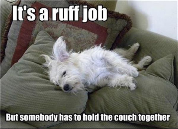 It's A Ruff Job - Dog humor