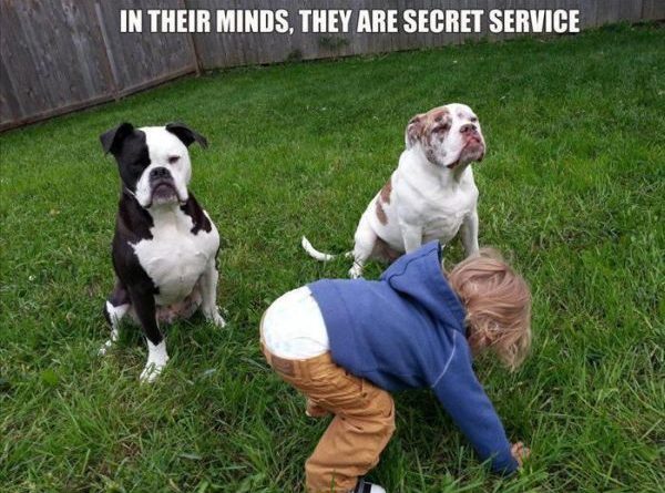 Guarding Dogs - Dog humor