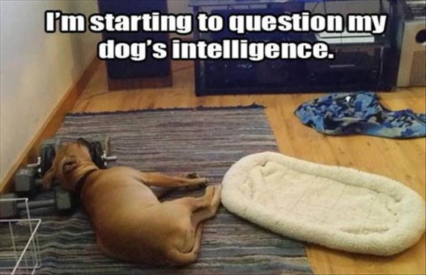 I'm Starting To Question - Dog humor