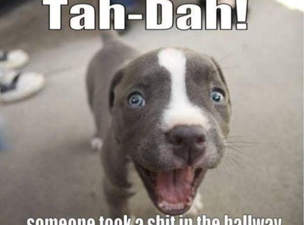 Tah-Dah! - Dog humor