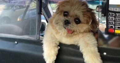 Dog Taxi Driver - Dog humor