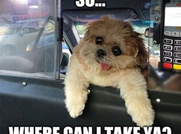 Dog Taxi Driver - Dog humor