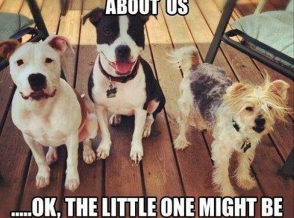 There's Nothing Dangerous About Us - Dog humor