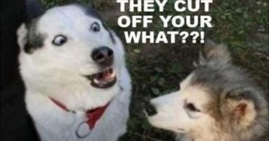 They Cut Off Your What?!?! - Dog humor