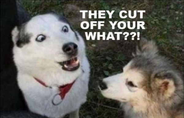 They Cut Off Your What?!?! - Dog humor