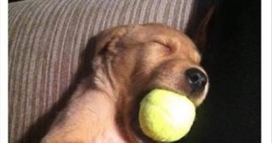 Cute Sleepy Puppy - Dog humor