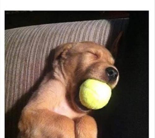 Cute Sleepy Puppy - Dog humor