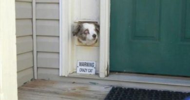 Warning! - Dog humor