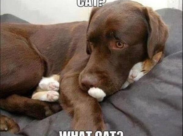 Cat? - Dog humor