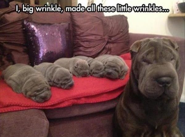 Wrinkles - Dog humor