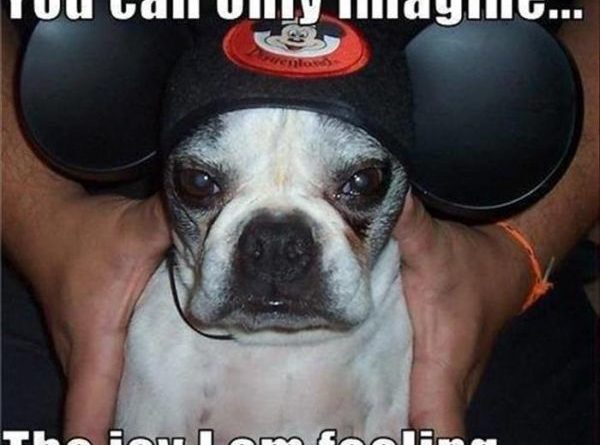 You Can Only Imagine... - Dog humor