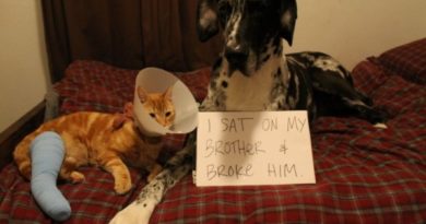 I Sat On My Brother - Dog humor