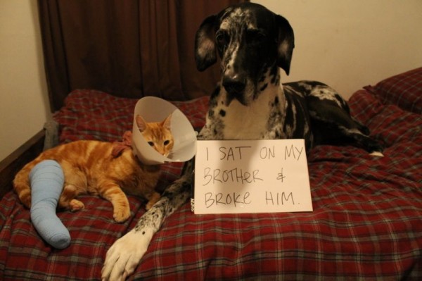 I Sat On My Brother - Dog humor