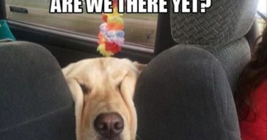 Are We There Yet? - Dog humor