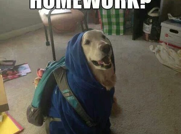 Can I Copy Your Homework - Dog humor