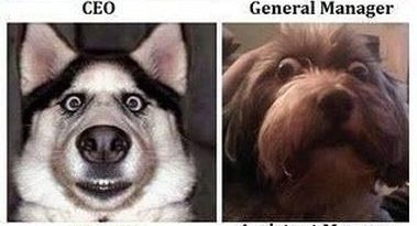 Company Organization - Dog humor