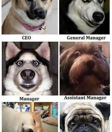 Company Organization - Dog humor