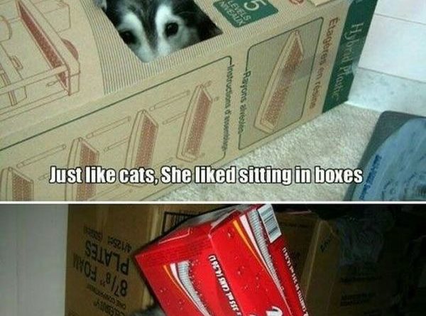 A Husky Raised By A Cat - Dog humor