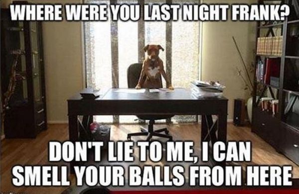 Don't Lie To Me - Dog humor