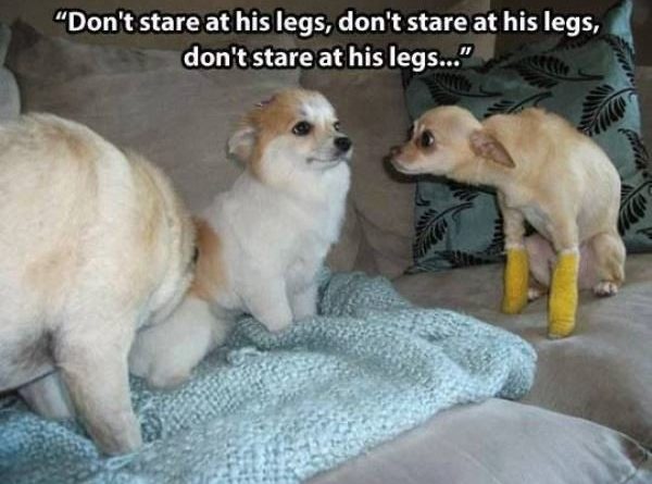 Don't Stare At His Legs - Dog humor