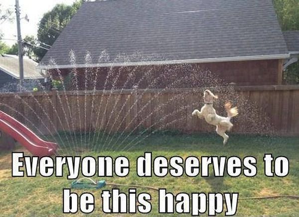 What Everyone Deserves - Dog humor