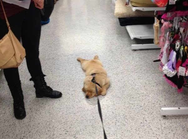 Go Shopping With Your Dog They Said... - Dog humor