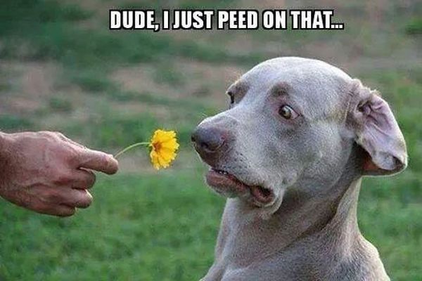 Here Is A Flower For You... - Dog humor