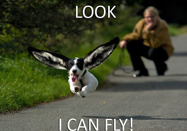Look, I Can Fly! - Dog humor