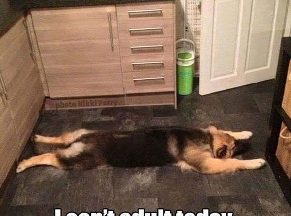 I Can't Adult Today - Dog humor