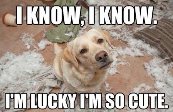 I Know, I Know... - Dog humor