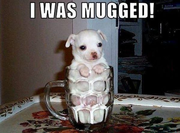 I Was Mugged - Dog humor