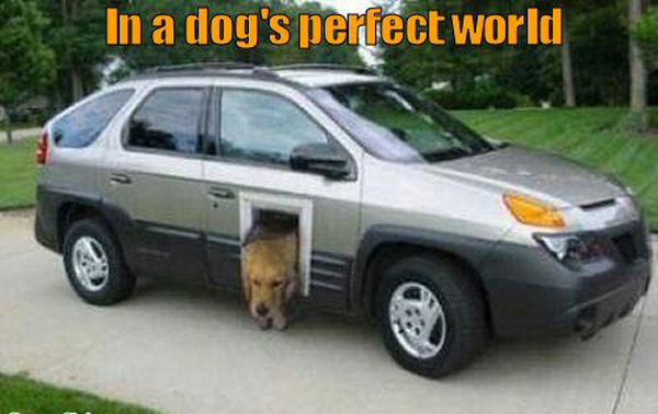 In A Dog's Perfect World - Dog humor