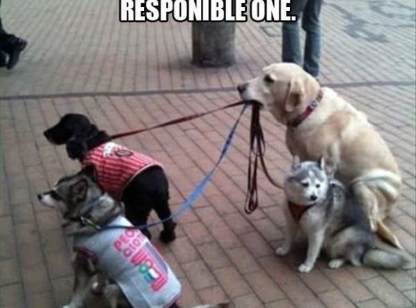 It's Never Easy Being The Responsible One - Dog humor