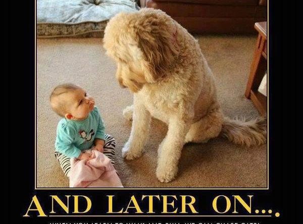 And Later On... - Dog humor