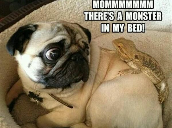 Mommmm! There's A Monster In My Bed! - Dog humor