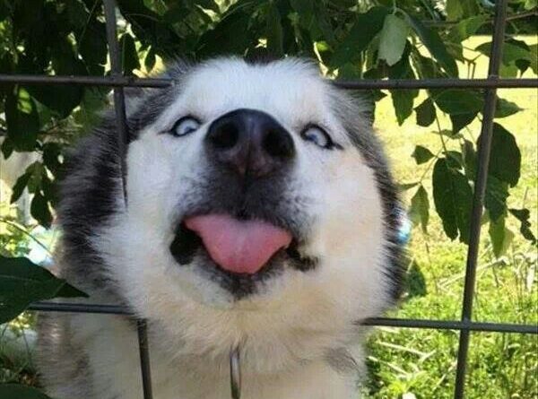 Must Lick... - Dog humor