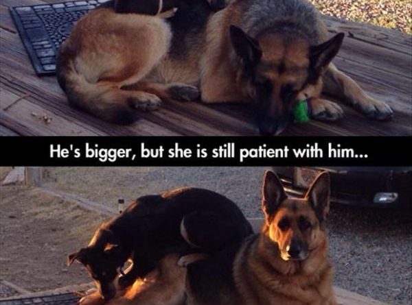 Patience... - Dog humor