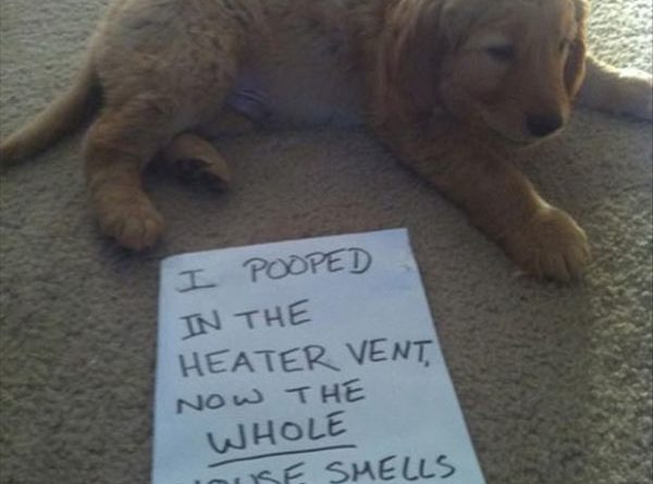Proud Puppy - Dog humor